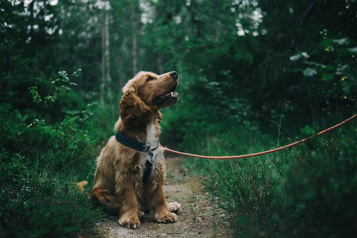 Dog Friendly Trails in Charlottesville to Enjoy with Your Dog