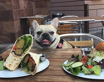 dog-friendly restaurants in Charlottesville
