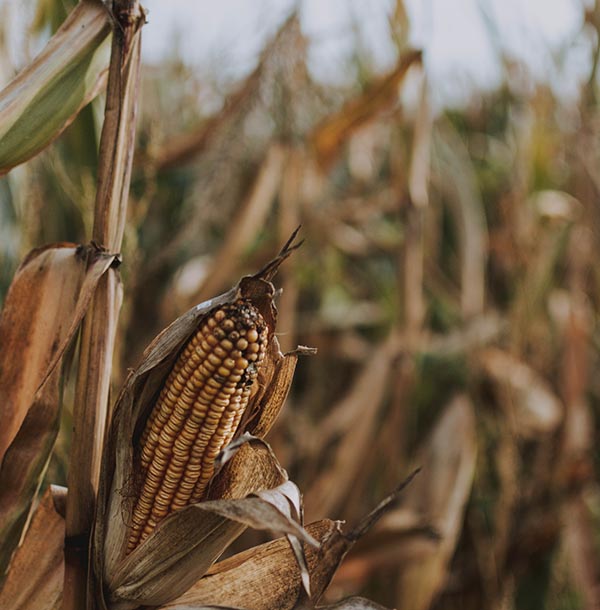 Corn Mazes in Virginia