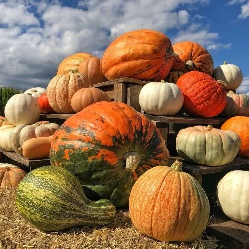 Blue Ridge Mountain Maze Pumpkin Patch near Charlottesville VA