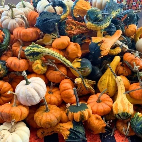 Carter Mountain Orchard Pumpkin Patch near Charlottesville VA