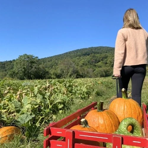 Chile’s Peach Orchard Pumpkin Patch near Charlottesville VA