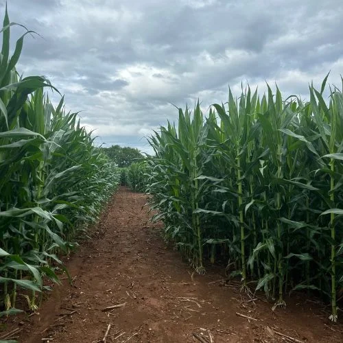 Liberty Mills Farm Corn Maze near Charlottesville VA