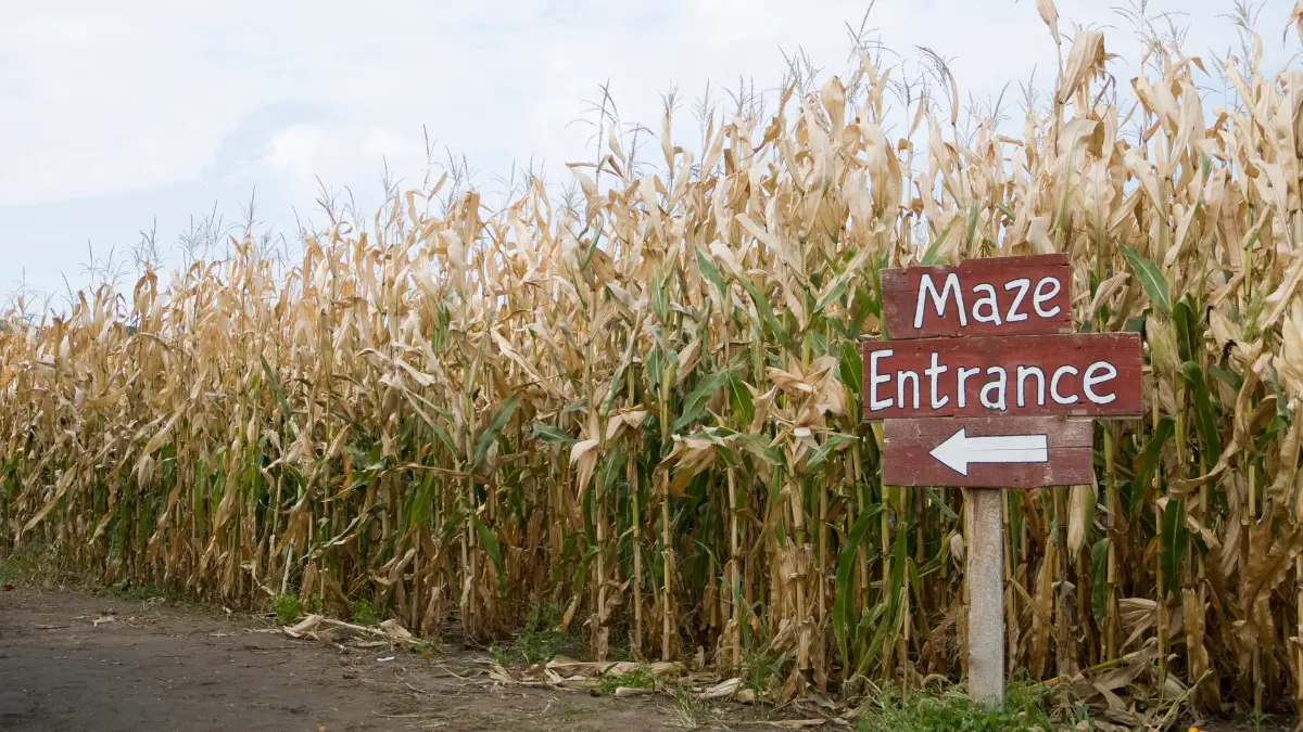 Corn Mazes Near Charlottesville, VA: Autumn Adventures Await