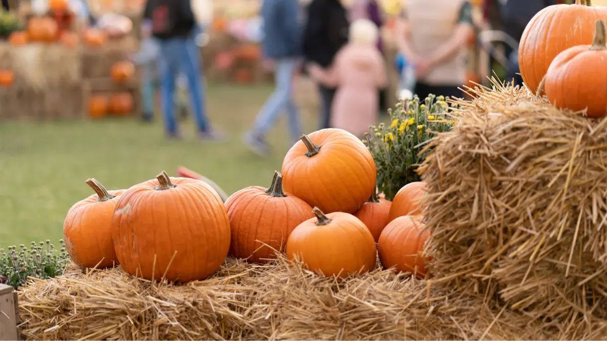 Fall Festivals Near Charlottesville, VA: Celebrate Autumn in Style