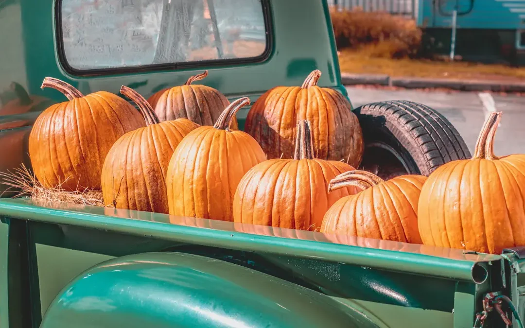 Explore the Best Pumpkin Patches Around Charlottesville