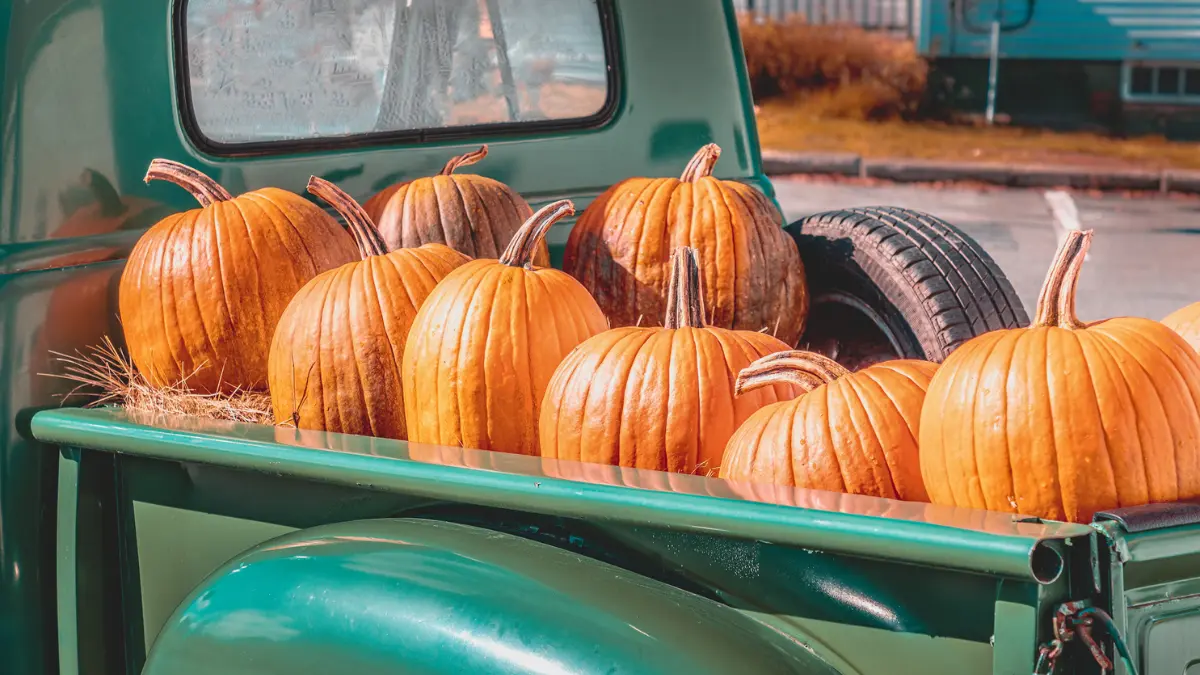 Pumpkin Patches Near Charlottesville, VA: Celebrate Fall Traditions