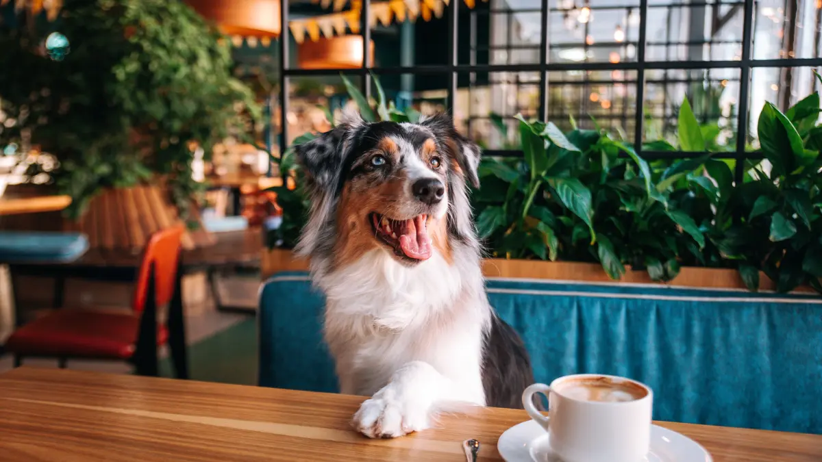 Dining with Fido in Charlottesville