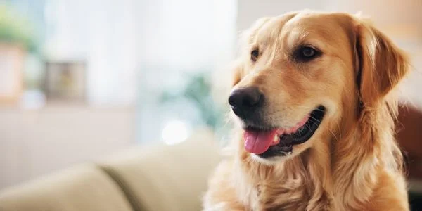 Pet Rent, Deposits, and Fees: What Tenants Pay Today