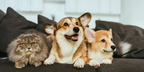 Pet Rent, Deposits, and Fees: What Tenants Pay Today